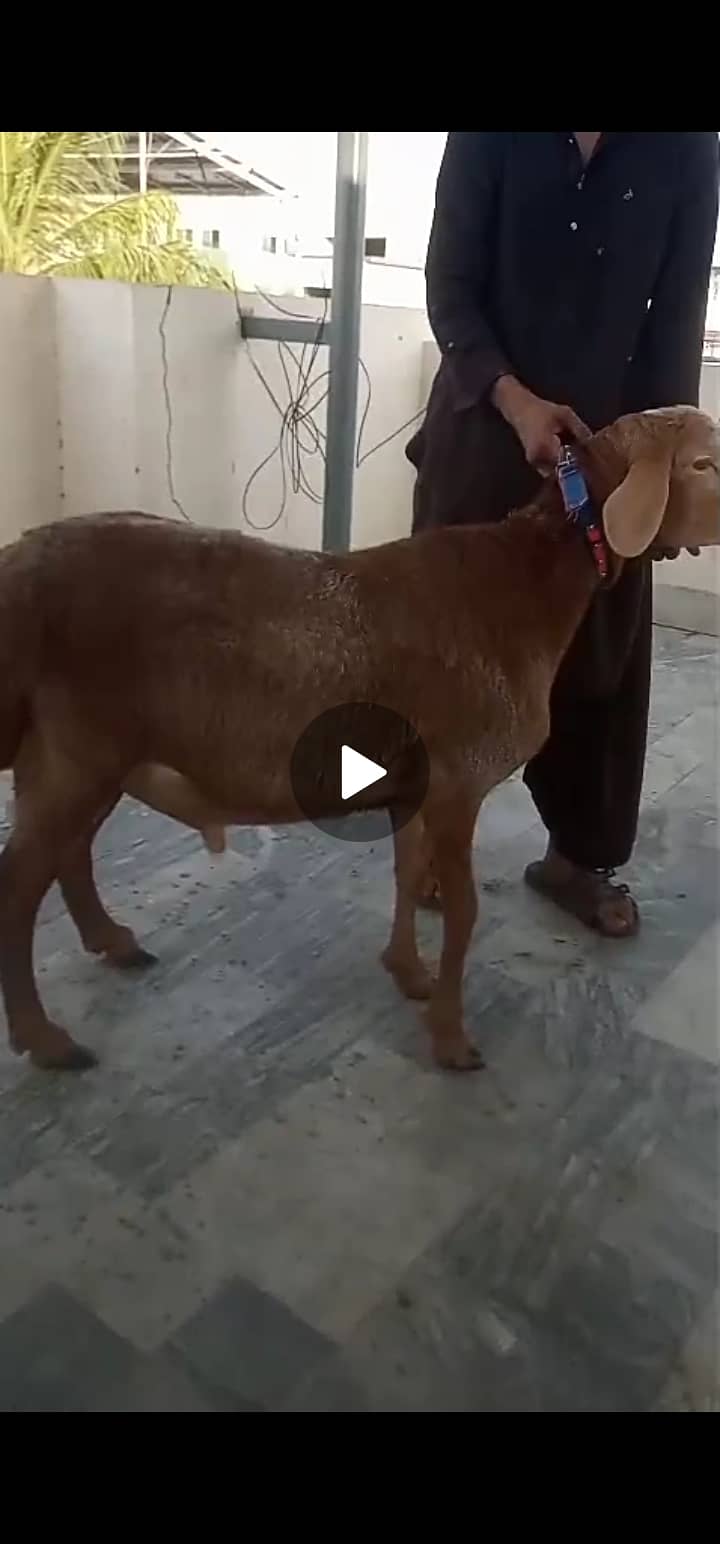 Turkish dumba 2