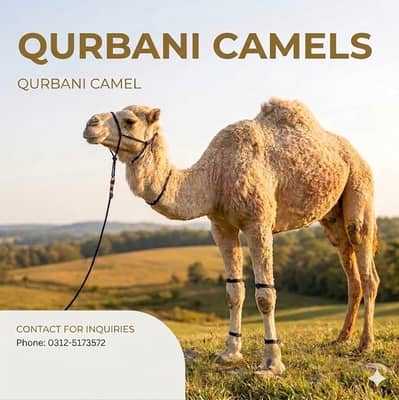 QURBANI CAMELS / CAMMELS/  QURBANI KAY ONTH/