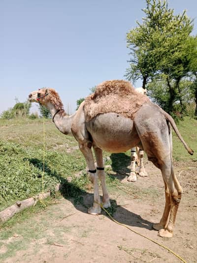 QURBANI CAMELS / CAMMELS/  QURBANI KAY ONTH/