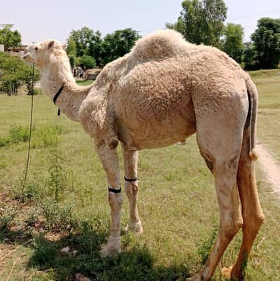 QURBANI BULLS /BULLS/  QURBANI KAY ONTH/