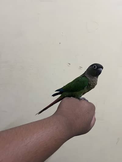 Green chick conure for sale fly tame