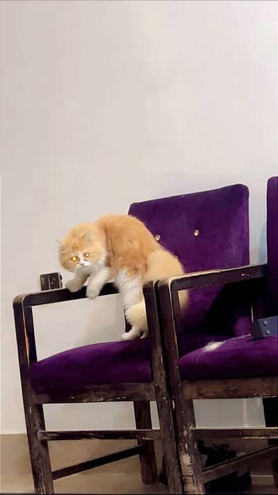 Persian Semi Punch Face Female watapps number 03228000715