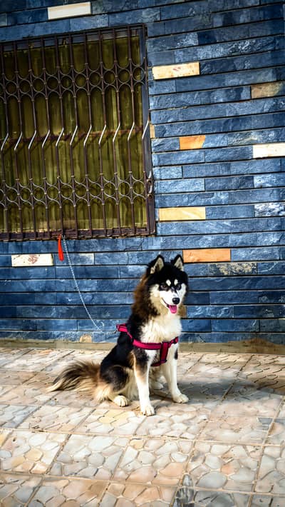 Siberian Husky