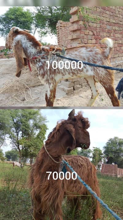 Healthy aur Mashahoor Nasal ka Bakra For Sale friendly bakra