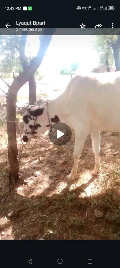 desi gaye