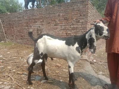 ergent seel desi bakra qurbani k liay frish 2 dant  03447831115