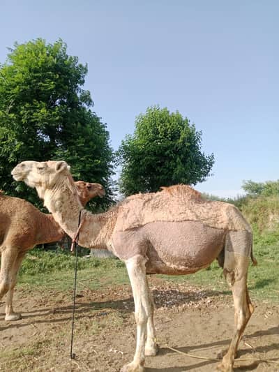 QURBANI CAMELS / CAMMELS/ QURBANI KAY ONTH/