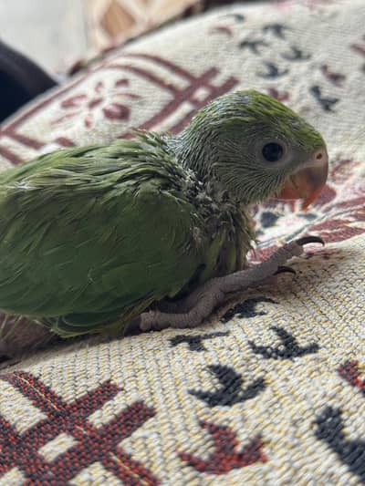 Chicks for sale | fully active , on handfeed