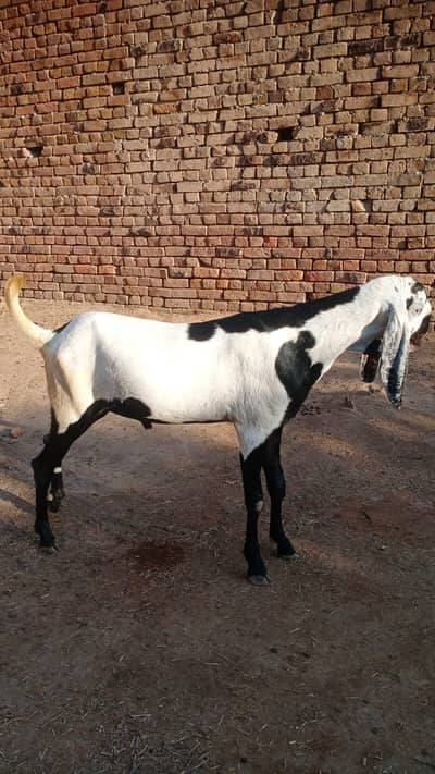 Desi beauty rajanpuri Bakra
