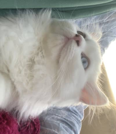 Persian cat for sale