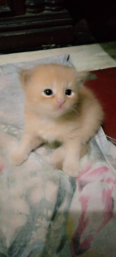 Healthy Cross Persian Kittens For Sale