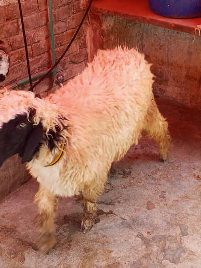 chatra for sale qurbani 2026