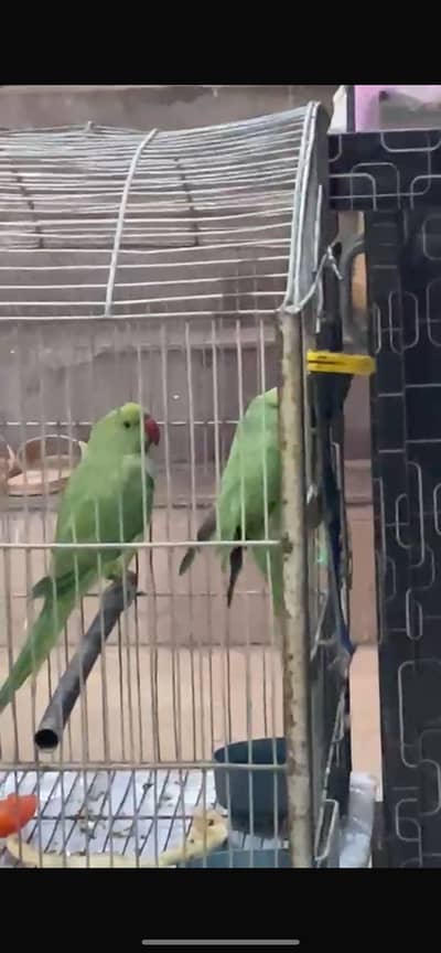 Green neck