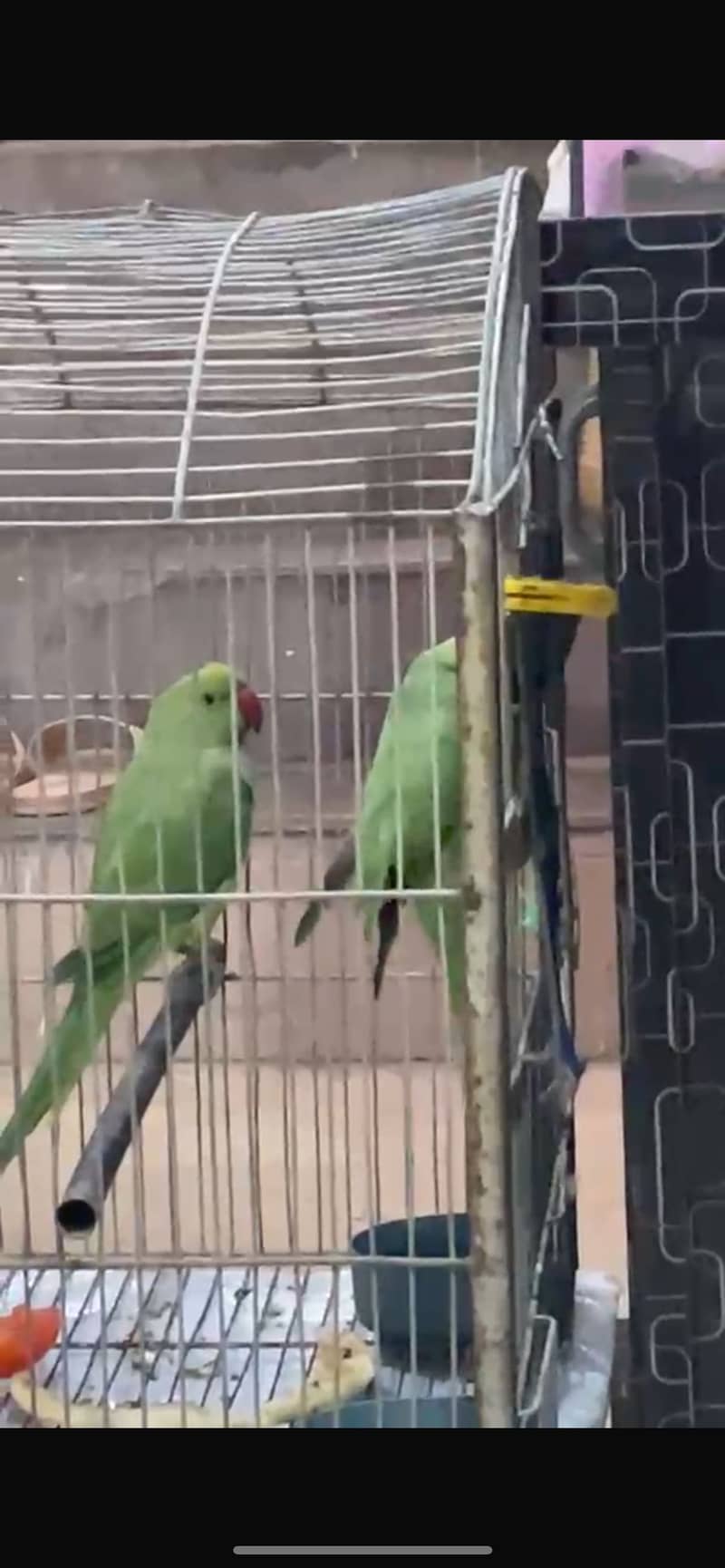 Green neck 0