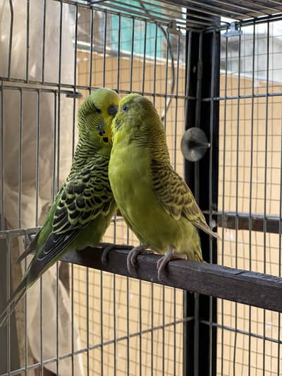 Astrallian king size pairs