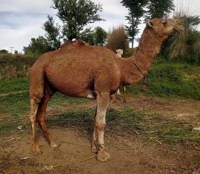 QURBANI CAMELS / CAMMELS/ QURBANI KAY ONTH/