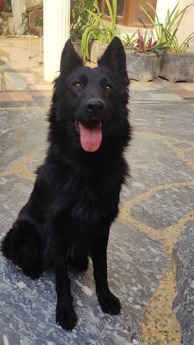 very special pedigree black female