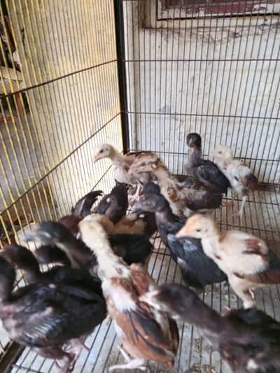 Quality home breed Chiks