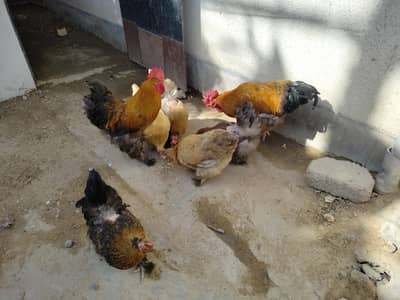 2 murghe 6 murgi  homebreed