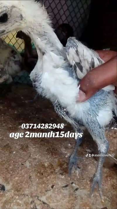 aic blue dragon black dragon and pilla dragon ready to breed