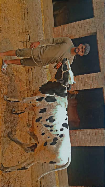 Ghar k paly hoy wachhy