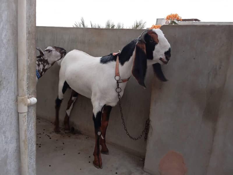 Khassi bakre 5