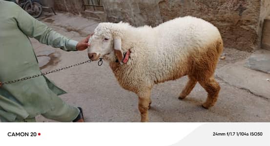 Sheep For Sale