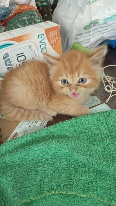 My sweet kittens looking for new friend