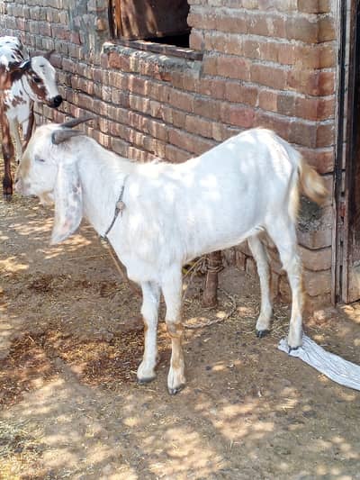 Pure Desi Bakra for sell