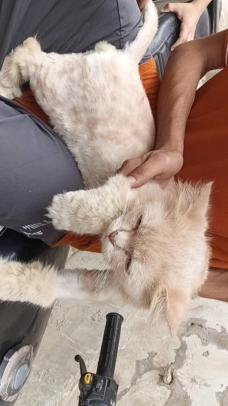 persian cat 1