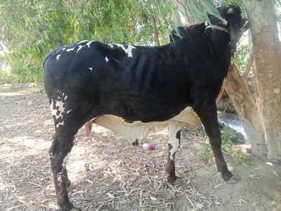 دیسی چولستانی بچھڑا
