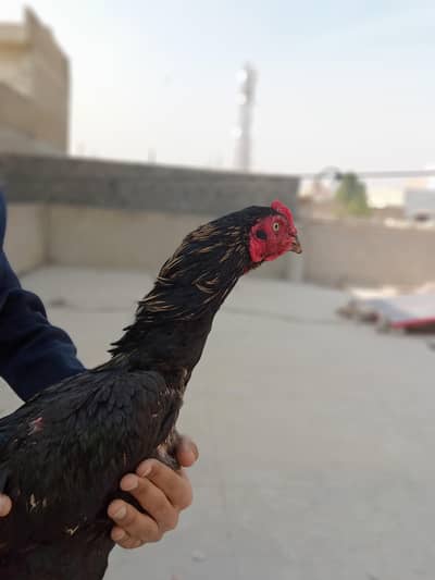 kala jawa dono pahon may chandi hai Baki murga vip hai