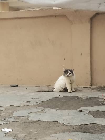 piki male for mating propose
