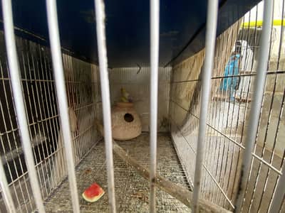 parrots with iron cage 4 portion