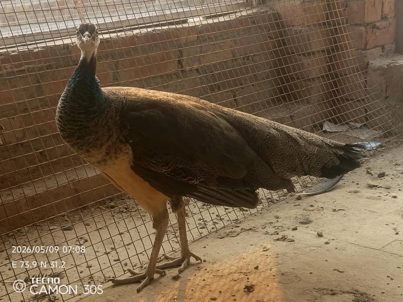 Peacock 0