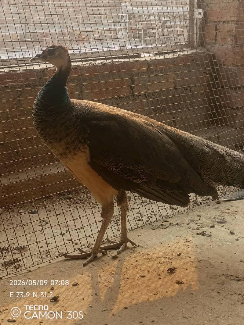 Peacock 1