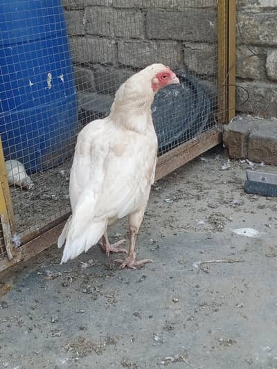Aseel blue ring eyes female