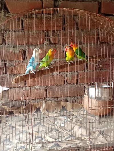 Fisher Love birds
