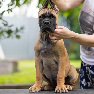 IMPORTED CANE CORSO PUPPIES AVAILABLE FOR SALE