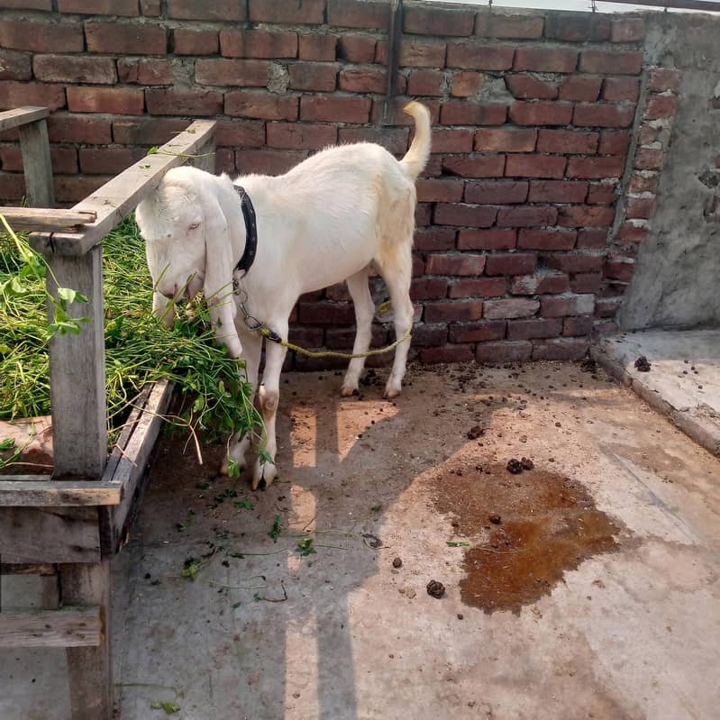 2اکذےسفید رنگ کے راجن پوری بکرے سفید رنگ کے راجن پوری بکرے 1