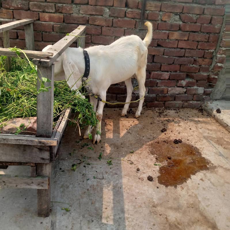 2اکذےسفید رنگ کے راجن پوری بکرے سفید رنگ کے راجن پوری بکرے 2