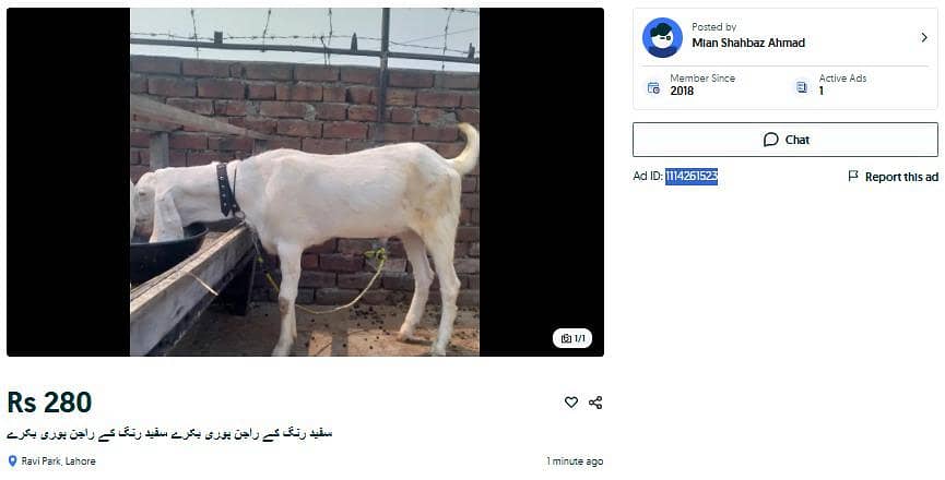 2اکذےسفید رنگ کے راجن پوری بکرے سفید رنگ کے راجن پوری بکرے 3