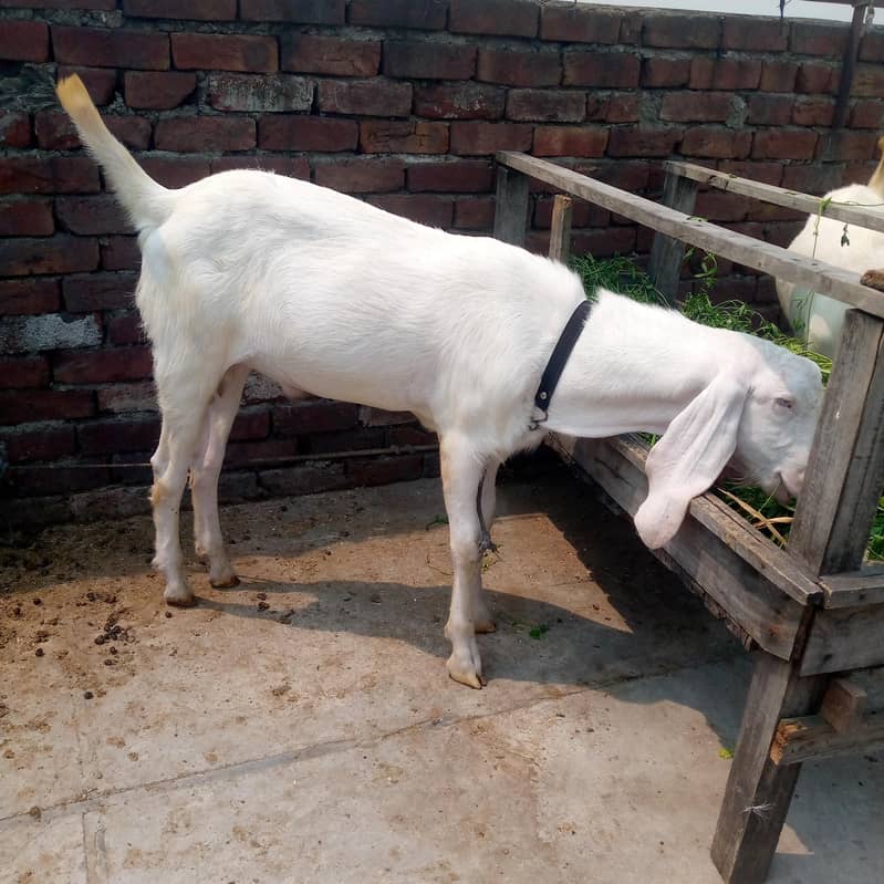 2اکذےسفید رنگ کے راجن پوری بکرے سفید رنگ کے راجن پوری بکرے 4