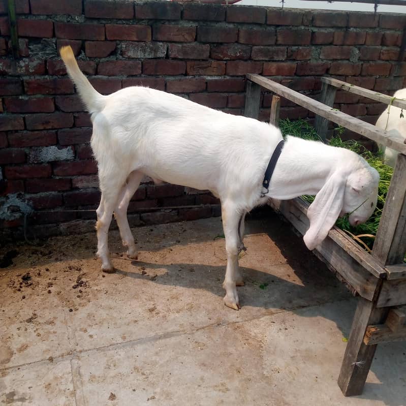 2اکذےسفید رنگ کے راجن پوری بکرے سفید رنگ کے راجن پوری بکرے 5