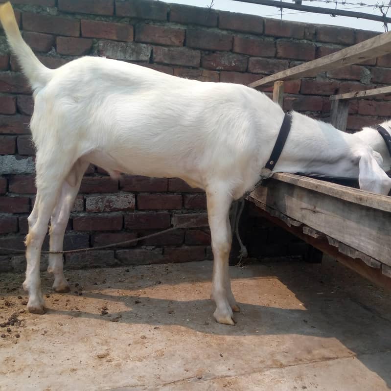 2اکذےسفید رنگ کے راجن پوری بکرے سفید رنگ کے راجن پوری بکرے 7