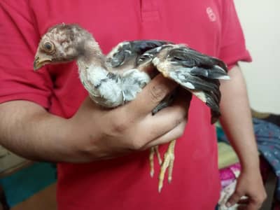 Aseel chicks for sale