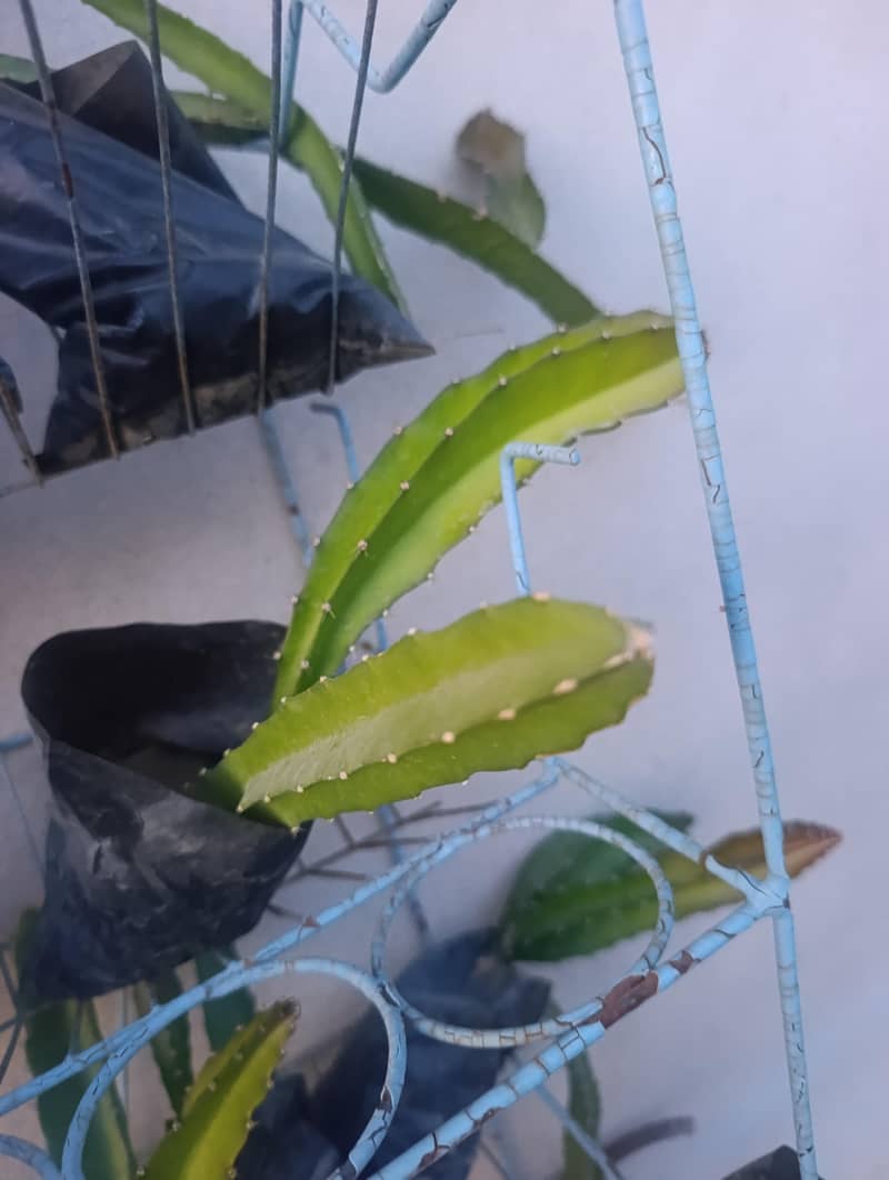 dragon fruit 0