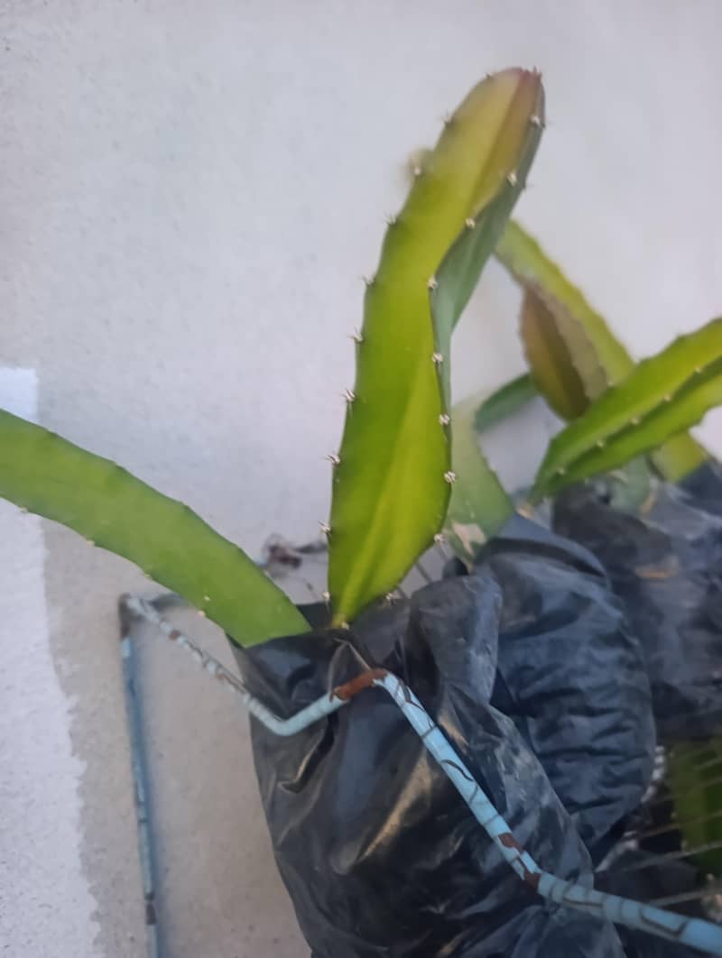 dragon fruit 1