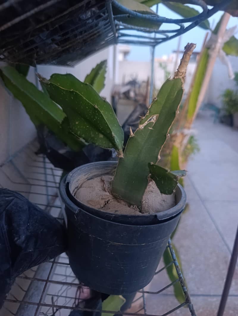 dragon fruit 2
