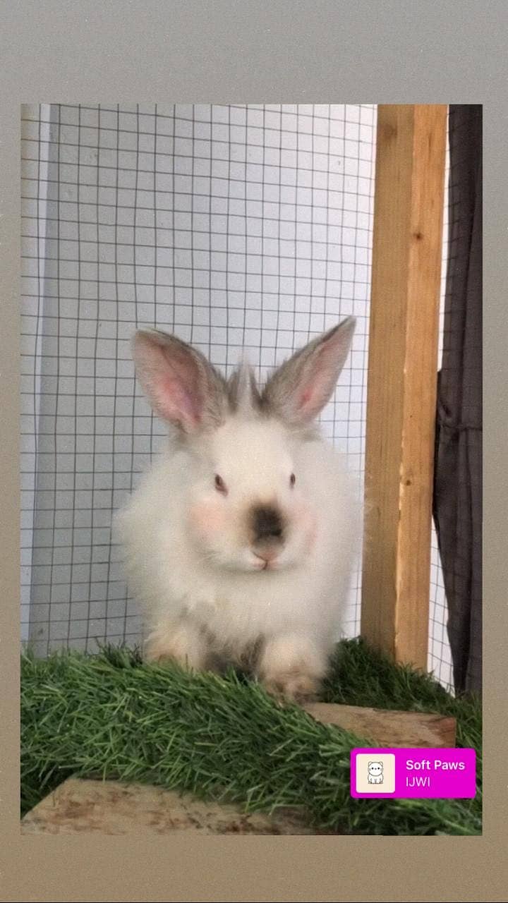 White rabbit 0